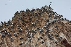 1172-Isole Ballestas,19 luglio 2013